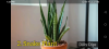 snake plant